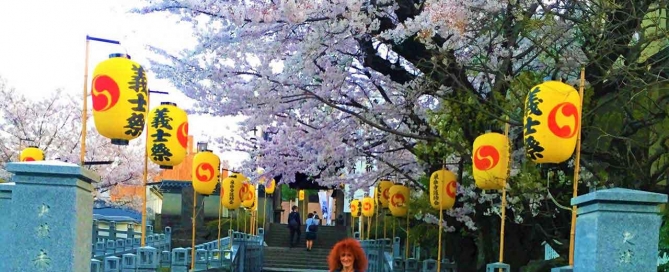 curly nomad japan 47 ronin sengakuji temple cherrytrees image