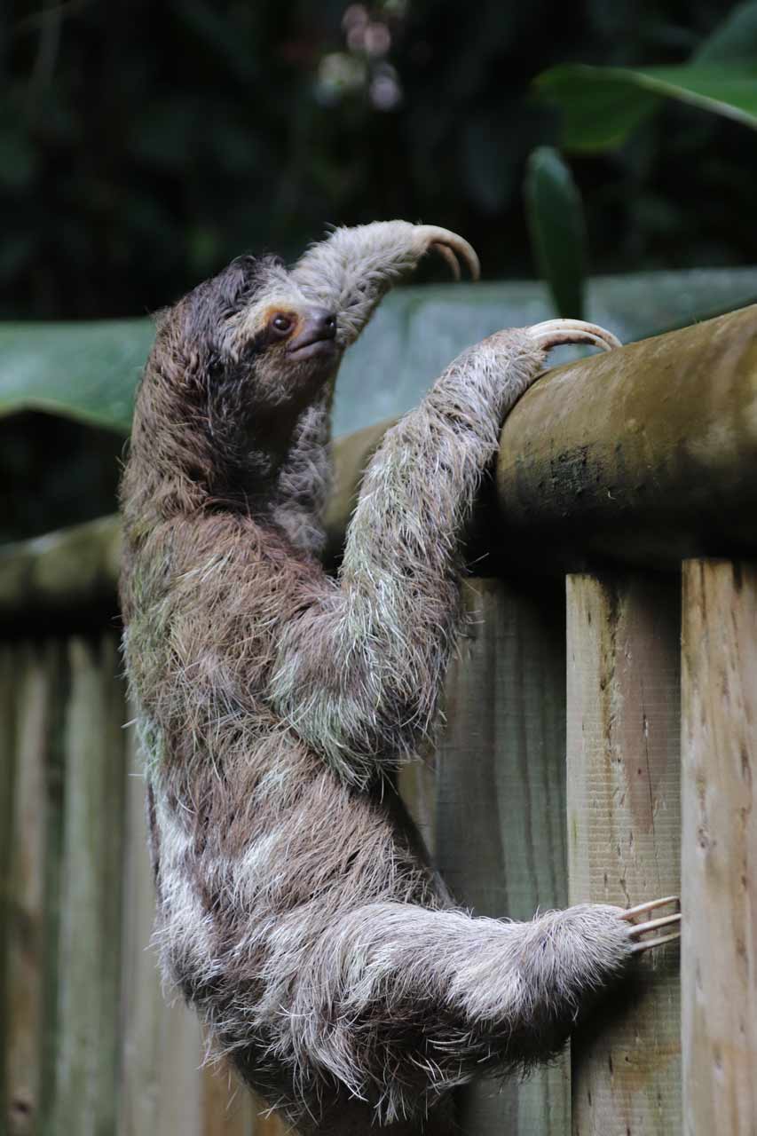 curly nomad central america costa rica tortuguero sloth photo