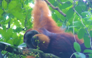 curly nomad asia indonesia sumatra meeting the orangutans photo