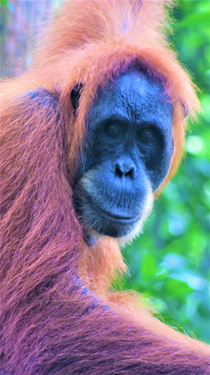 curly nomad asia indonesia sumatra meeting the orangutans photo