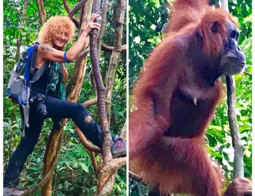 Παρέα με τους ουρακοτάγκους μέσα στην ζούγκλα – Bukit Lawang, Sumatra – Indonesia